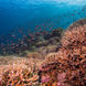 Коралловый риф - Fenides
