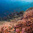 Coral  - Fenides