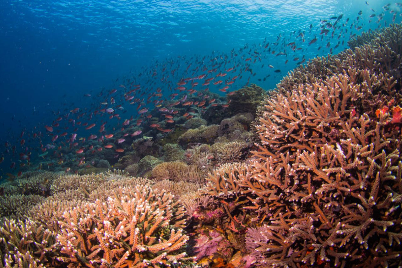 Coral Reef - Fenides