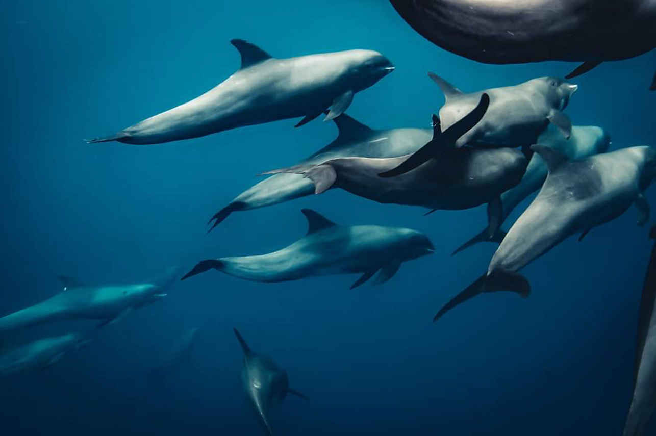 Whales