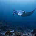Manta Ray  - Fenides