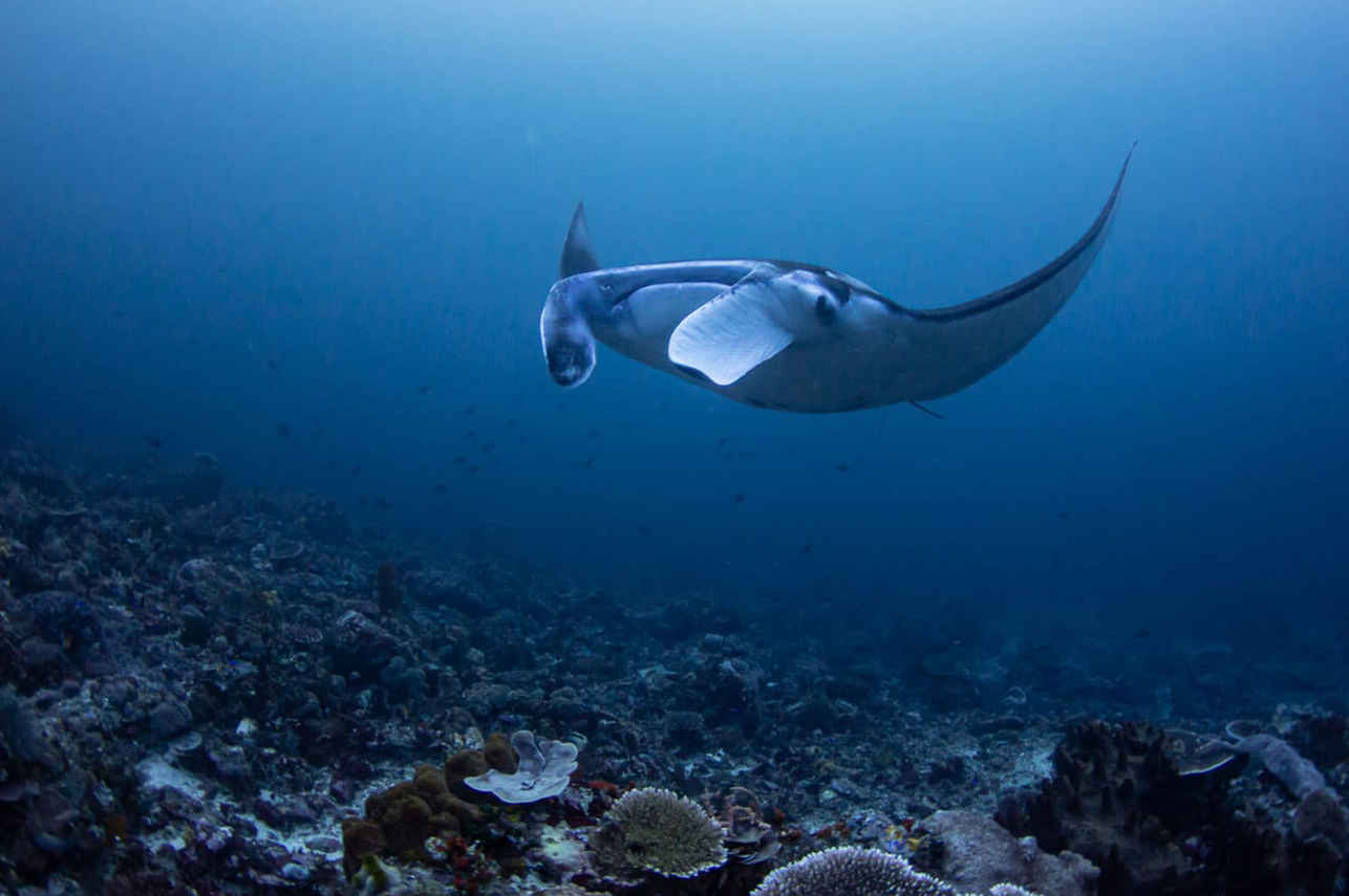 Manta Ray - Fenides