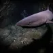 Requin - Fenides