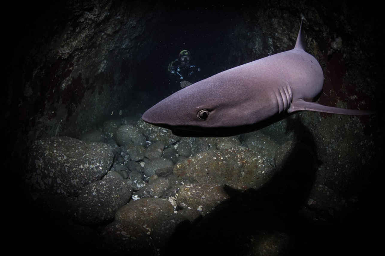 Shark - Fenides