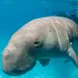 Dugong