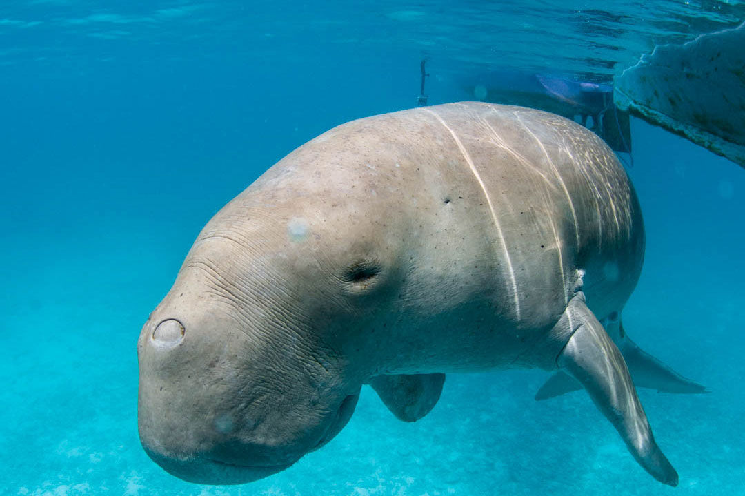 Dugong