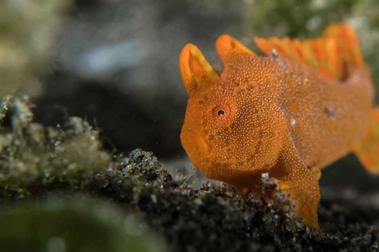 Marine Life - Fenides