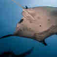 Manta Ray  - Fenides