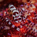 해양 생물 - Fenides