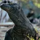 Iguane - Fenides