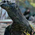 Iguana  - Fenides