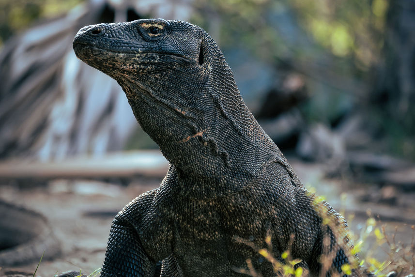 Iguane - Fenides