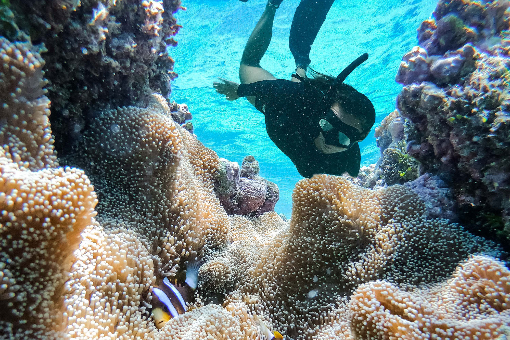 Snorkeling with Nemo