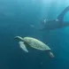 Snorkeling with Turtle