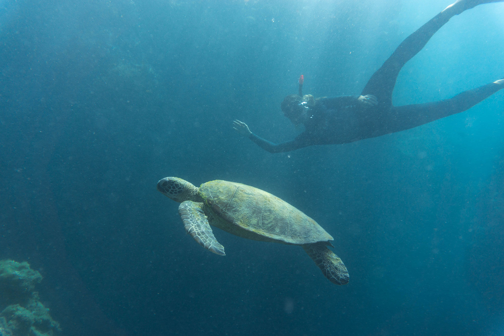 Snorkeling with Turtle