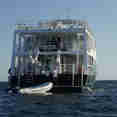 Jardines Avalon III
