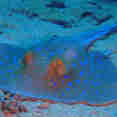 Marine Life - Enigma