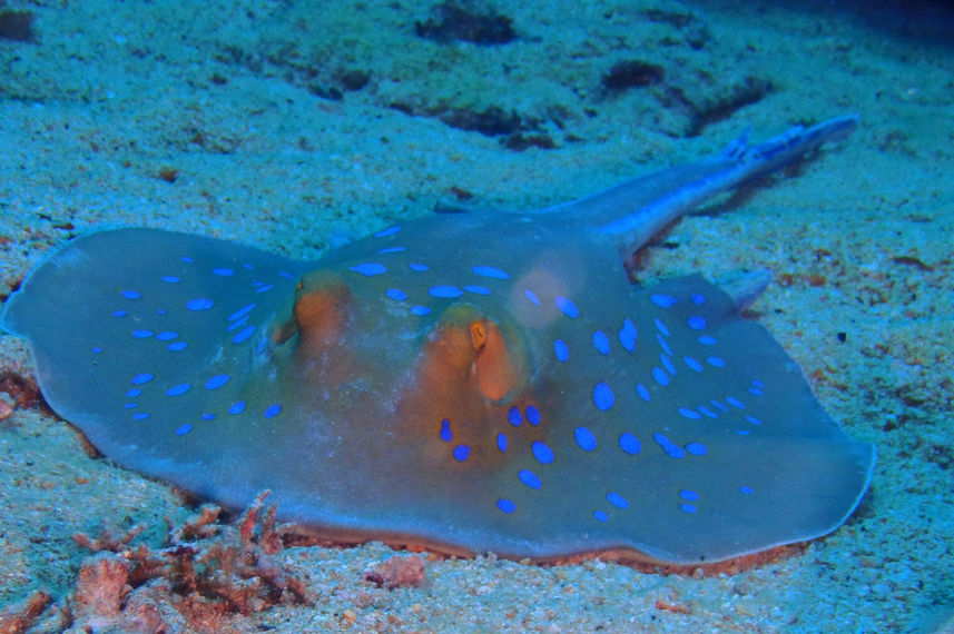 Marine Life - Enigma