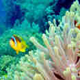 Marine Life - Enigma