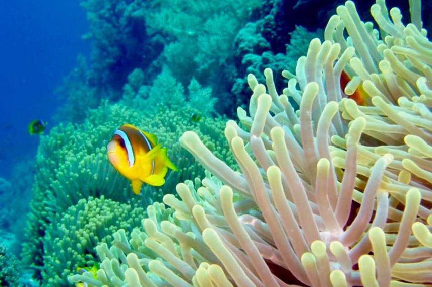 Marine Life - Enigma