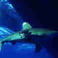 Marine Life - Enigma