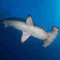 Marine Life - Enigma