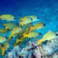 Marine Life - Enigma