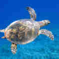 Turtle - Enigma