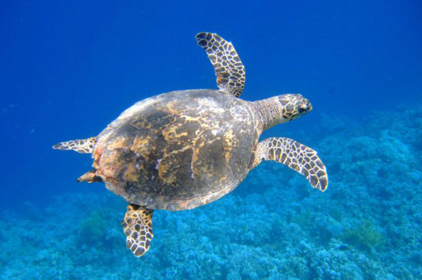 Turtle - Enigma