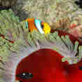 Marine Life - Lighthouse Miracle 1