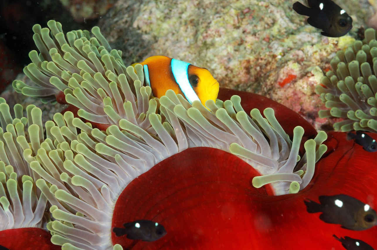 Marine Life - Lighthouse Miracle 1