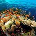 Marine Life - Lighthouse Miracle 1