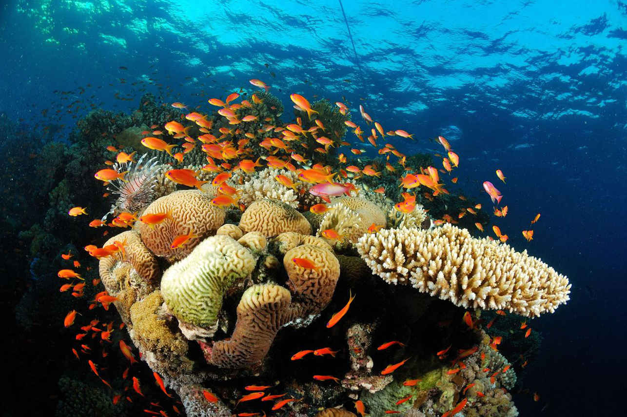 Marine Life - Lighthouse Miracle 1