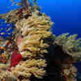 Coral Reef - Lighthouse Miracle 1