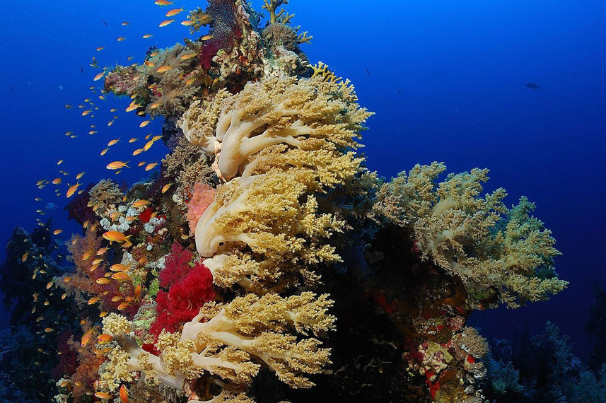 Coral Reef - Lighthouse Miracle 1