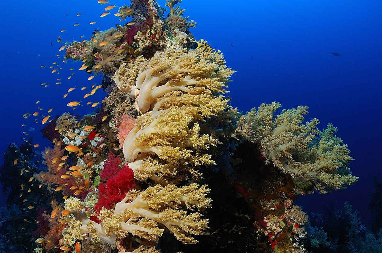 Coral Reef - Lighthouse Miracle 1