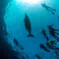Dugong