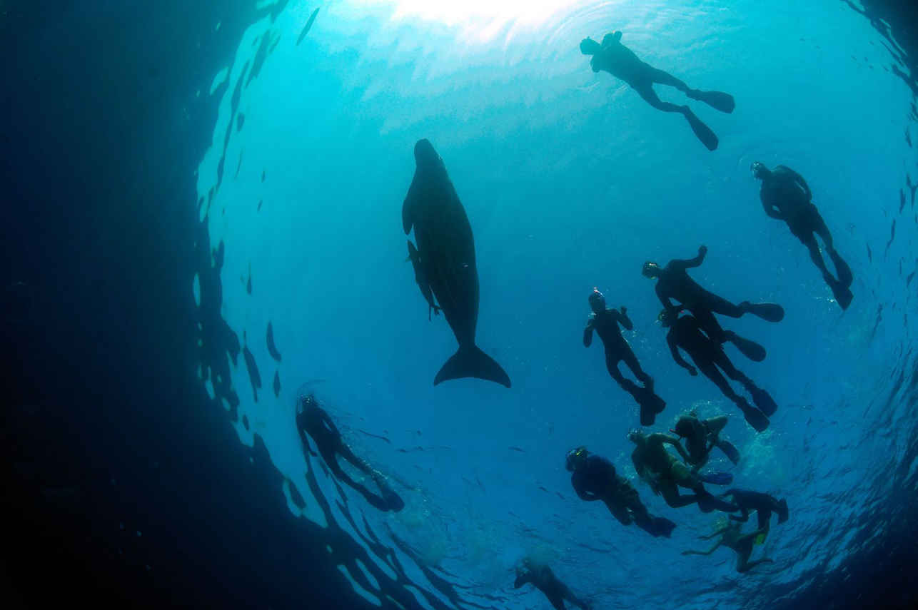 Dugong