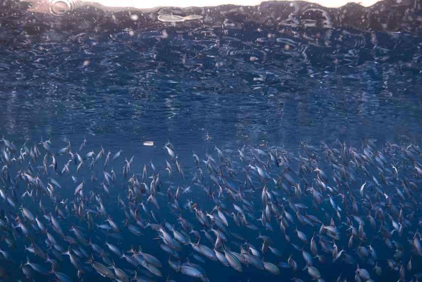 School of Fish