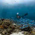 Diving