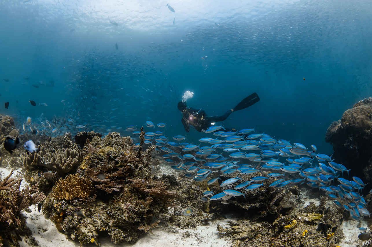 Diving