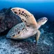 Tortue - Amaya Explorer