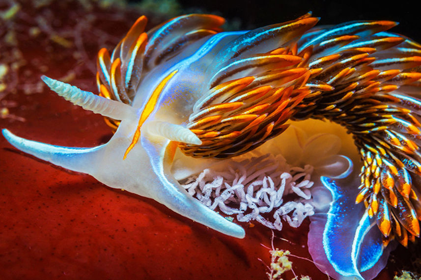 Marine Life - Nyaman Catamaran