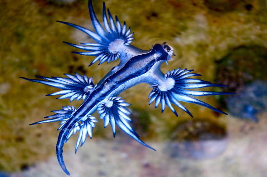 Marine Life - Nyaman Catamaran