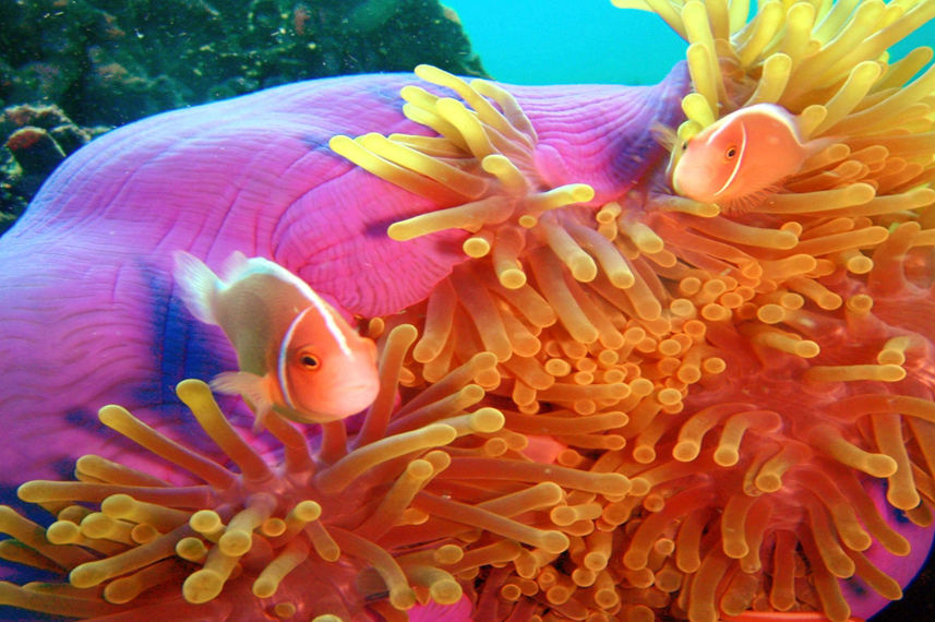 Marine Life - Nyaman Catamaran