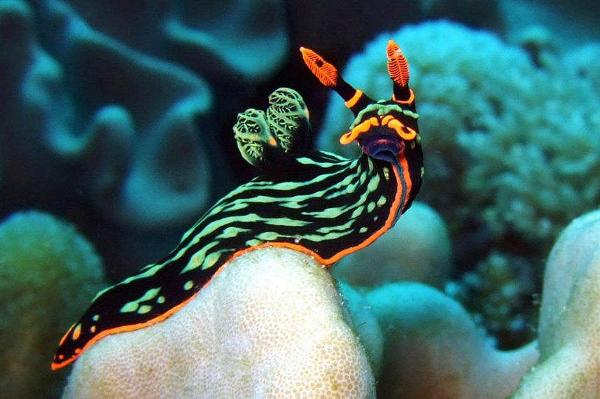 Marine Life - Nyaman Catamaran