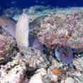 Marine Life - Infinity X