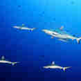 Shark - Infinity X
