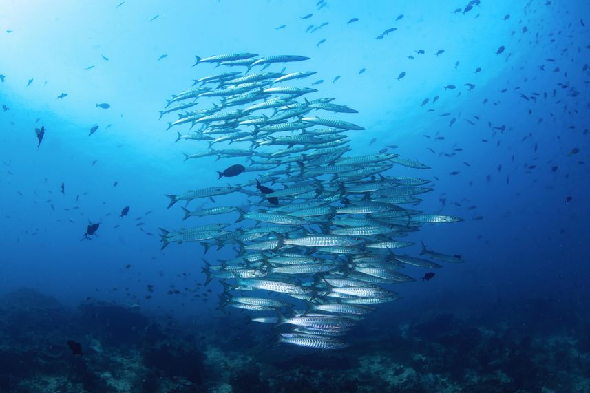 Raja Ampat - Barracudas