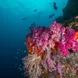 Raja Ampat - Coral